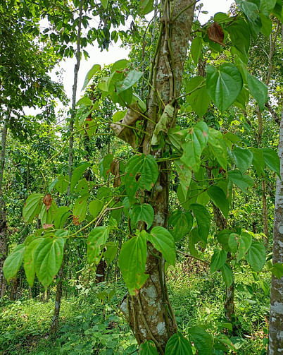 শিলাবৃষ্টিতে ক্ষতিগ্রস্ত পানগাছ। সোমবার মৌলবাজারের লাউয়াছড়াপুঞ্জির পানজুমে