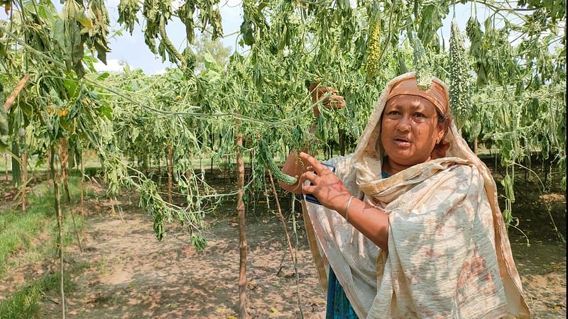 কেটে ফেলা করলাগাছ ধরে দাঁড়িয়ে আছেন কৃষক তরিকুলের স্ত্রী জান্নাতুন ফেরদৌসী। মঙ্গলবার সকালে ঠাকুরগাঁও সদর উপজেলার সালন্দর ইউনিয়নের নেউলাপাড়ায়