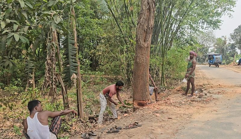 সড়ক প্রশস্ত করার কথা বলে অনুমোদন ছাড়াই কাটা হচ্ছে দেড় শতাধিক গাছ। আজ রোববার দুপুরে গাজীপুরের কালিয়াকৈর উপজেলার সিনাবহ এলাকায়