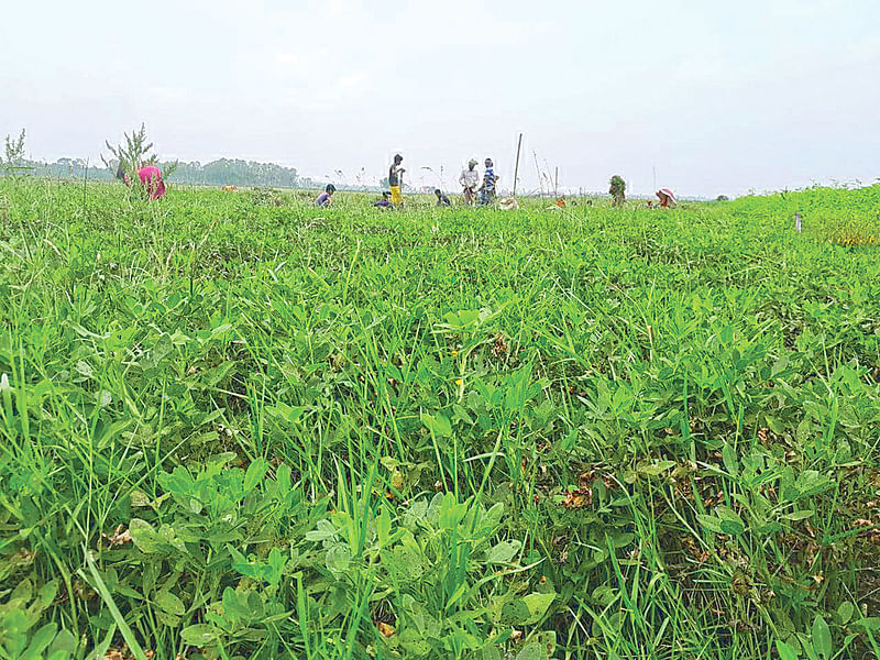 সুনামগঞ্জের জগন্নাথপুর উপজেলার হরিণাকান্দি গ্রামে বাদামের বাম্পার ফলন হয়েছে