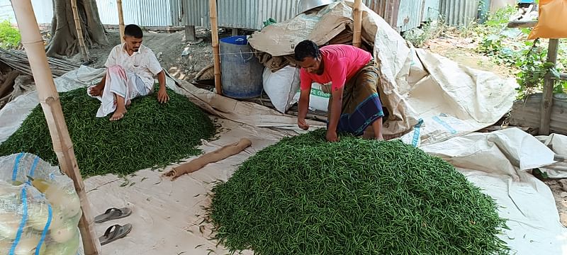 সাঁথিয়া উপজেলার করমজা চতুরহাটে কাঁচা মরিচ কিনে আড়তে রেখেছেন ব্যবসায়ীরা। গতকাল শনিবার দুপুরে তোলা