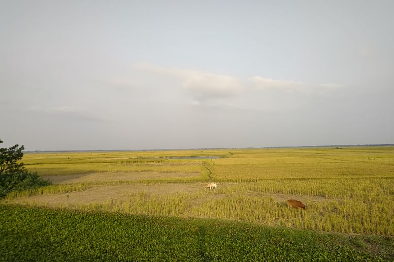 নেত্রকোনায় হাওরে ধান কাটা শেষ। এখন চলছে ধান বিক্রির সময়