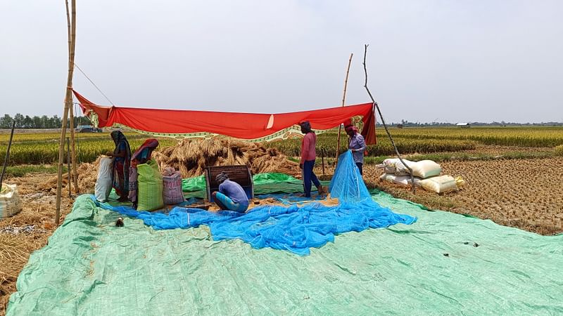 খেতের মধ্যেই মাড়াই করা হচ্ছে ধান। গত রোববার খুলনার কয়রা উপজেলার গাতিরঘেরি বিলে