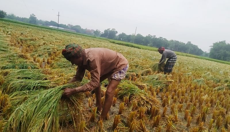 টানা দাবদাহের পর রাজশাহীতে স্বস্তির বৃষ্টি। বৃষ্টির পর সকালে খেত থেকে কাটা ধান তুলে নিচ্ছেন একদল শ্রমিক। বুধবার সকালে রাজশাহীর তানোর উপজেলার চান্দুড়িয়া গ্রামে