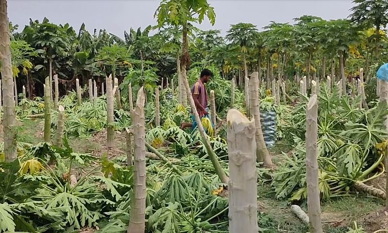 মেহেরপুরের মুজিবনগরে খেতের ফসল নষ্ট করেছে দুর্বৃত্তরা। আজ রোববার উপজেলার নীলজাবার এলাকায়