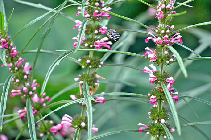 অপূর্ব রক্তদ্রোণ ফুল, সুনামগঞ্জ