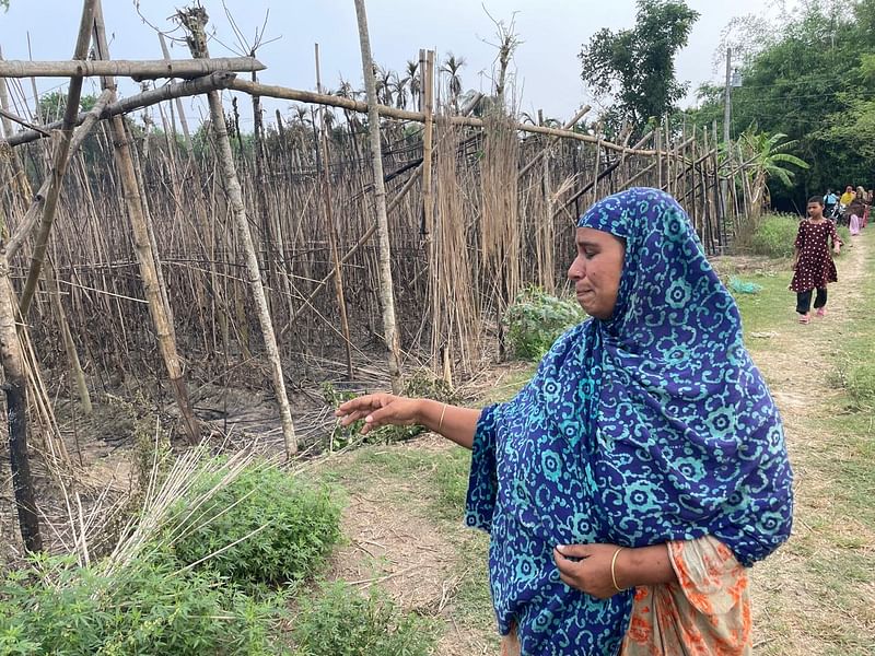 পুড়ে যাওয়া পানবরজ দেখাচ্ছেন রাজিয়া বেগম। নাটোরের বড়াইগ্রাম উপজেলার কুমারখালী গ্রামে