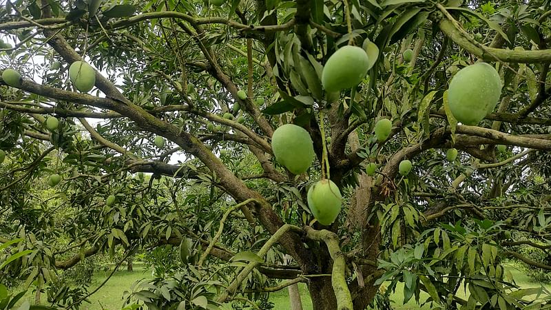 গাছে ঝুলছে লক্ষণভোগ আম। আজ বৃহস্পতিবার বেলা ১১টার দিকে চাঁপাইনবাবগঞ্জের শিবগঞ্জ উপজেলার বিমর্ষি গ্রামে