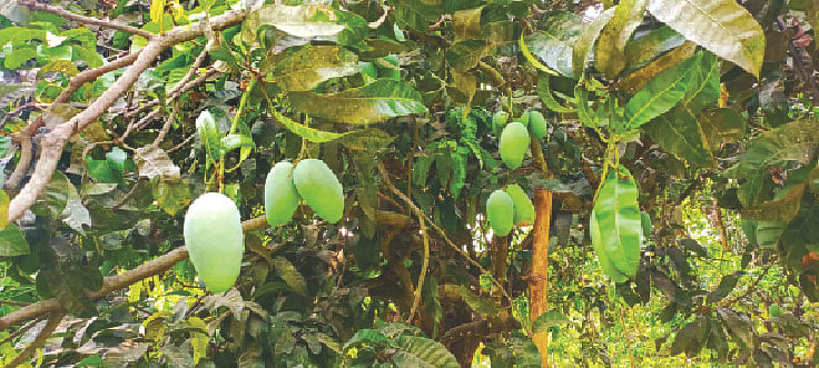 গাছে ঝুলছে কাঁচামিঠা ‘টিক্কাফরাস’ জাতের আম। চাঁপাইনবাবগঞ্জ সদর উপজেলার গণিকা গ্রামের একটি বাগান থেকে তোলা ছবি