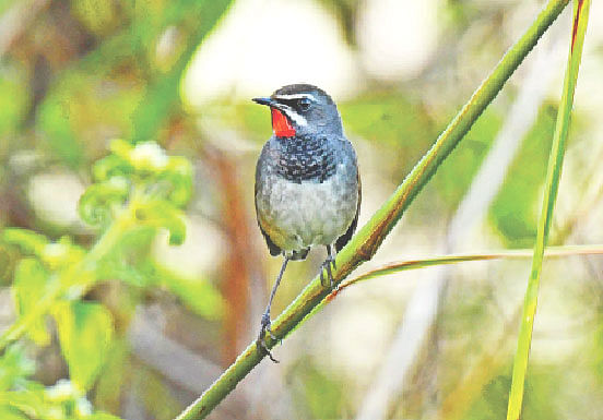 চীনা লালগলার পুরুষের গলা ও বুকে কালোয় ঘেরা চুনিলাল ছোপ