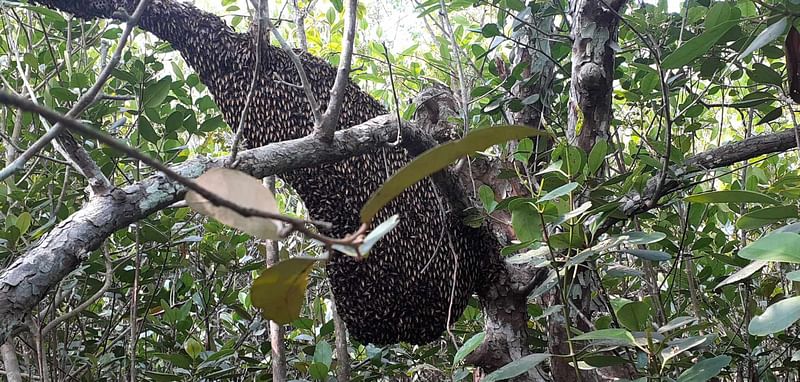 পশ্চিম সুন্দরবনের সাতক্ষীরা রেঞ্জের লেবুবুনিয়া এলাকায়। সম্প্রতি তোলা