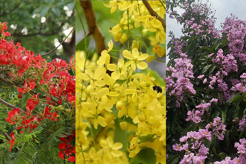 কৃষ্ণচূড়া, সোনালু, জারুলসহ বিভিন্ন প্রজাতির গাছ রোপণ করবে তরুপল্লব