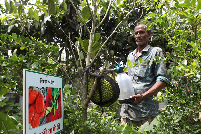 গোলাপি কোষের কাঁঠাল। কাঁঠালসহ গাছ বিক্রির জন্য আনা হয়েছে জাতীয় বৃক্ষমেলায়। আগারগাঁও, ঢাকা, ২৪ জুন