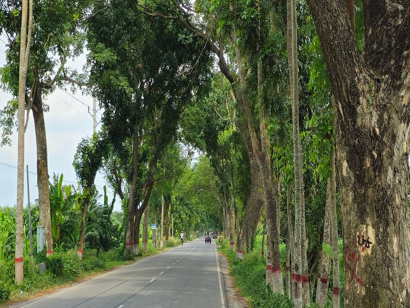 সবুজে মোড়ানো মেহেরপুর–চুয়াডাঙ্গা সড়ক। সড়কটি চার লেন করতে সড়কের দুই পাশের গাছ কাটা হবে। বুধবার দুপুরে মেহেরপুর- চুয়াডাঙ্গা সড়কের পাসপোর্ট কার্যালয়ের সামনে