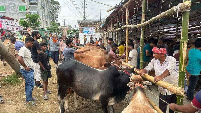 ঢাকার মিরপুরের পল্লবী এলাকায় ইস্টার্ন হাউজিং হাটে গরু কেনাবেচা চলছে