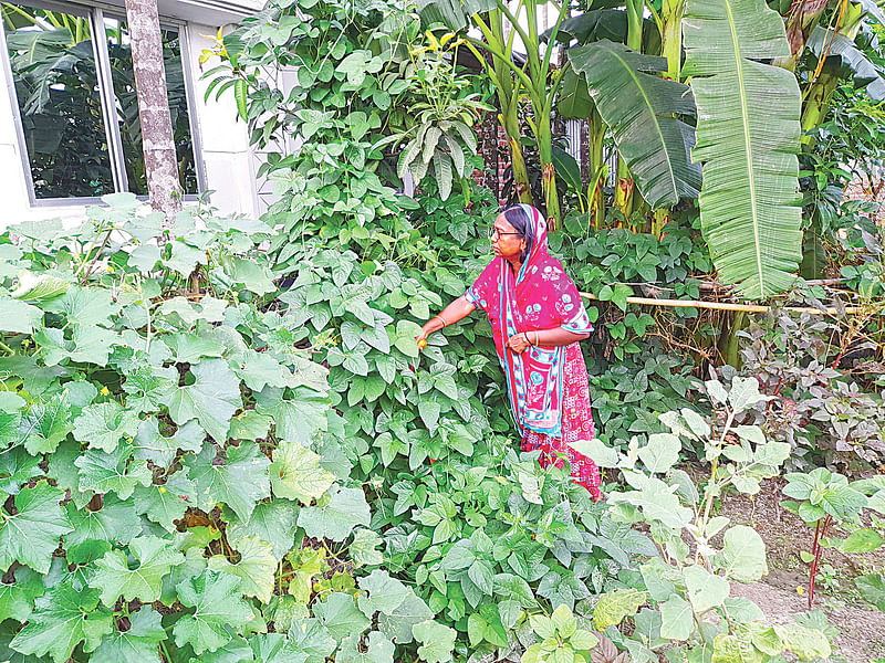 পতিত জমিতে বিষমুক্ত সবজির বাগান গড়ে তুলেছেন জাহানারা পারভিন