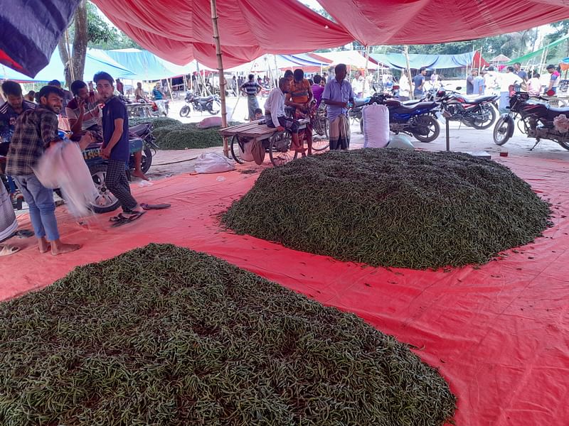 নীলফামারীর ডোমার উপজেলার বসুনিয়া এলাকায় বসা মরিচের হাট। ছবিটি গত মঙ্গলবার দুপুরে তোলা