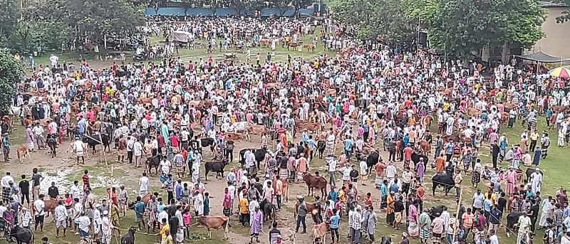 রংপুরের বদরগঞ্জ উপজেলার লালদিঘী পীরপাল ডিগ্রি কলেজ মাঠে বসানো অস্থায়ী কোরবানির পশুরহাট।
গতকাল শুক্রবার সন্ধার আগে