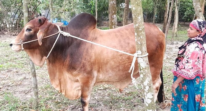 জামালপুরের বকশীগঞ্জের ‘রাজাবাবুর’ দাম হাঁকা হচ্ছে ১২ লাখ টাকা। গতকাল সোমবার সকালে উপজেলার পাখিমারি গ্রামে