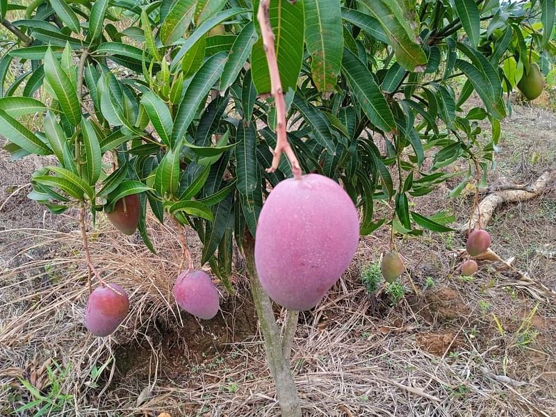 খাগড়াছড়ির আলুটিলায় রিপল চাকমার বাগানে ধরা মিয়াজাকি আম