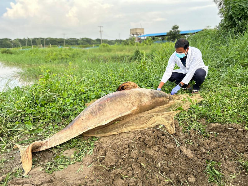 হালদায় আবারও আড়াই মণ ওজনের মৃত ডলফিন উদ্ধার করা হয়। গতকাল সন্ধ্যায় চট্টগ্রামের রাউজানের পশ্চিম বিনাজুরী হ্যাচারি এলাকায়