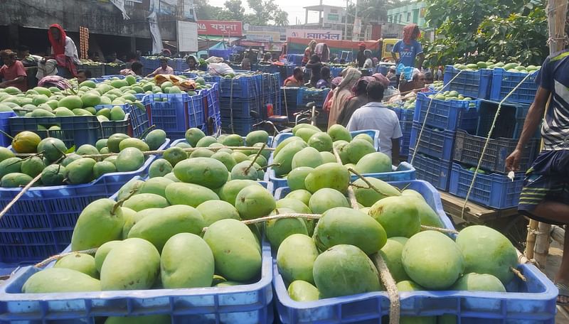 বিভিন্ন এলাকার আম নিয়ে রাজশাহীর পুঠিয়া উপজেলার বানেশ্বর হাটে হাজির হয়েছেন চাষি ও ব্যবসায়ীরা। ফলন কম হওয়ায় এবার আমের বাজার চড়া। আজ সোমবার দুপুরে