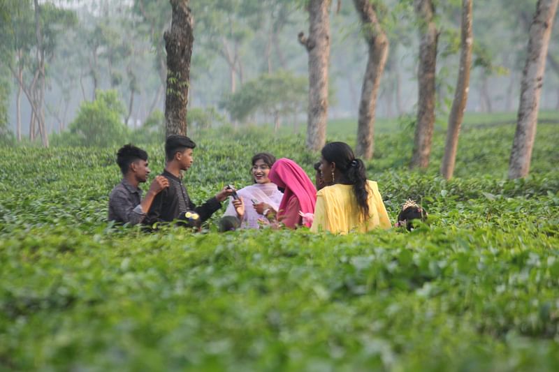 শ্রীমঙ্গলে চায়ের বাগানে ঘুরতে গেছেন তরুণ-তরুণীরা