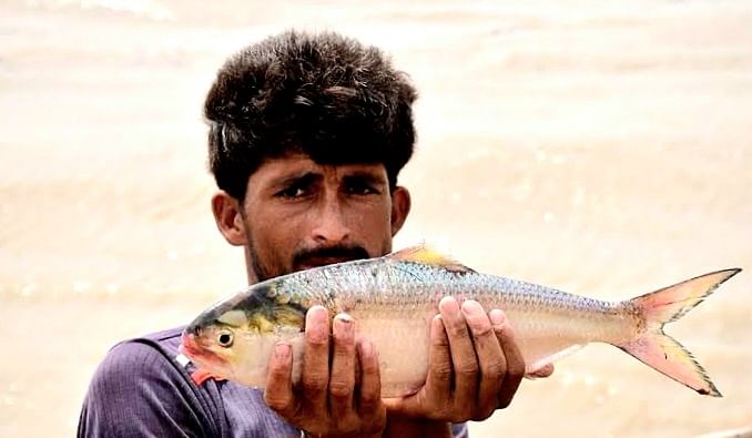 কাকদ্বীপে পুকুরে চাষ করা ইলিশ