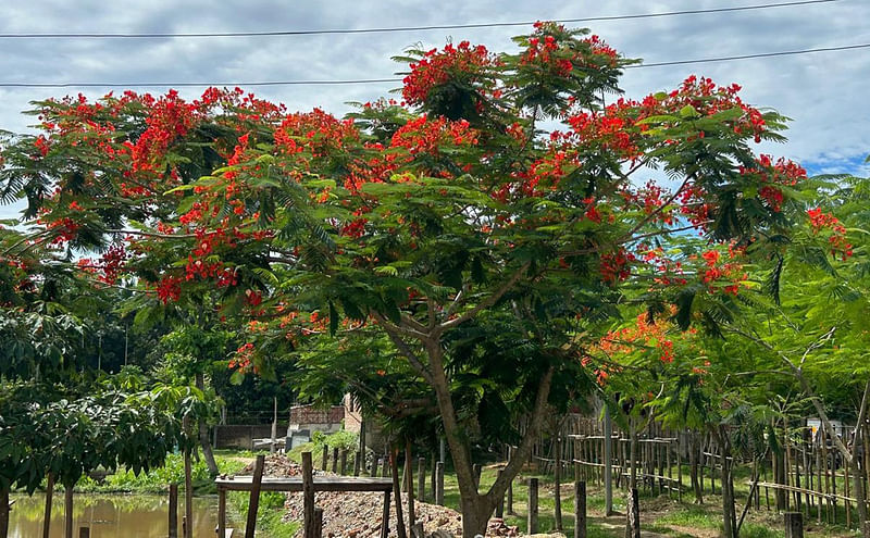 মৌলভীবাজারের বড়লেখা পৌরসভার গরুর বাজার–সংলগ্ন সড়কের ডালে ডালে কৃষ্ণচূড়ার উচ্ছ্বাস