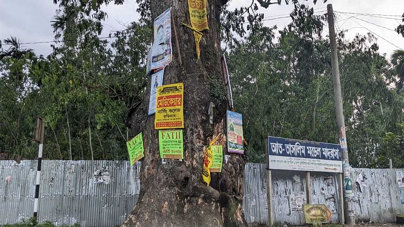 গাছে পেরেক ঠুকে লাগানো হয়েছে বিভিন্ন প্রতিষ্ঠান ও পণ্যের বিজ্ঞাপন। ৪ জুন কুড়িগ্রম শহরের ত্রিমোহনী এলাকায়