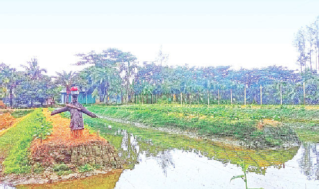 নোয়াখালীর সুবর্ণচরে সর্জান পদ্ধতিতে শসার চারা গজিয়েছে। নিচের পানিতে ছাড়া হয়েছে মাছ। সেলিম বাজার এলাকায় সম্প্রতি তোলা