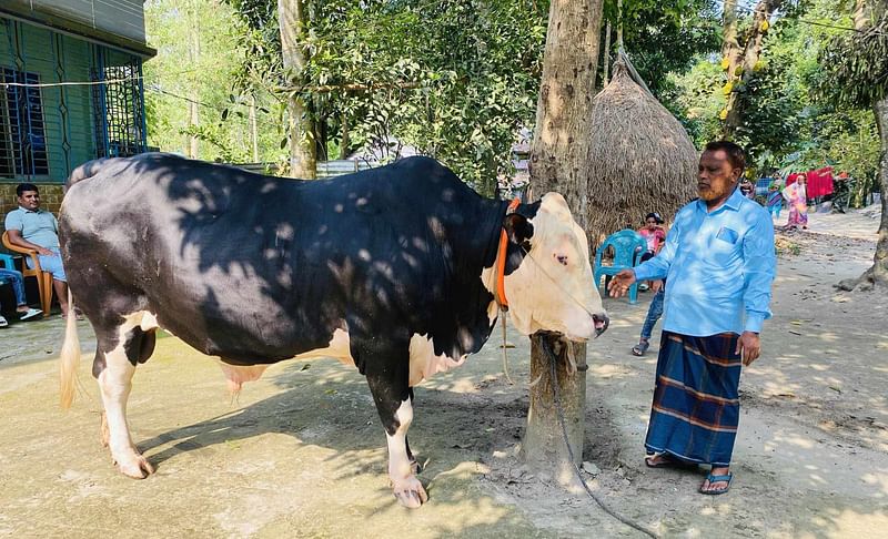 আসন্ন কোরবানির ঈদকে সামনে রেখে ‘মতলবের রাজা’ নামে ষাঁড়ের মালিক ক্রেতাদের কাছে এর দাম হাঁকছেন ১০ লাখ টাকা। রোববার সকালে চাঁদপুরের মতলব উত্তর উপজেলার পশ্চিম ফতেপুর ইউনিয়নের রাঢ়িকান্দি গ্রামে