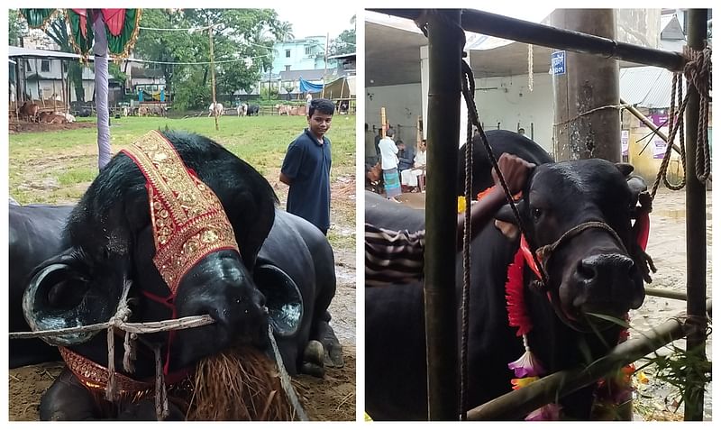 ১৮ মণ ওজনের মহিষটির দাম হাঁকা হচ্ছে ২০ লাখ টাকা। ব্রাহমা জাতের গরুটির দাম পাঁচ লাখ টাকা চাইছেন মালিক। আজ বৃহস্পতিবার বিকেলে সিলেট নগরের কাজির বাজার পশুর হাটে