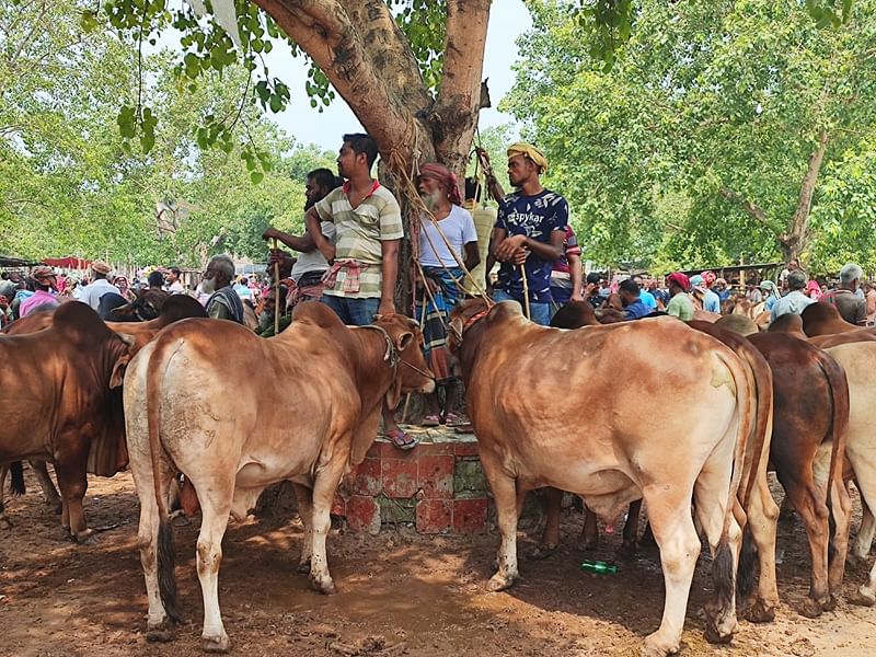 মেহেরপুরের গাংনী উপজেলার শতবর্ষী বামন্দী হাট গবাদিপশুতে ভরে ওঠে। বিক্রেতারা অপেক্ষা করছেন কাঙ্ক্ষিত ক্রেতার। গতকাল বিকেলে