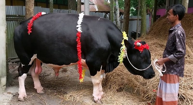 নোয়াখালীর খামারি রফিকুল ইসলামের খামারে বেড়ে ওঠা ৯০০ কেজি ওজনের গরু ‘নোয়াখাইল্যা ব্ল্যাক ডায়মন্ড’। সম্প্রতি বেগমগঞ্জ উপজেলার রাজগঞ্জ ইউনিয়নের বাকিপুর গ্রামে