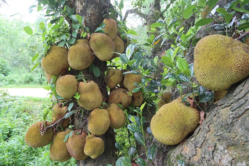 কুমিল্লার লালমাই পাহাড়ের কাঁঠালের খ্যাতি দেশজুড়ে। কুমিল্লা সদর দক্ষিণ উপজেলার চৌধুরীখোলা এলাকায়