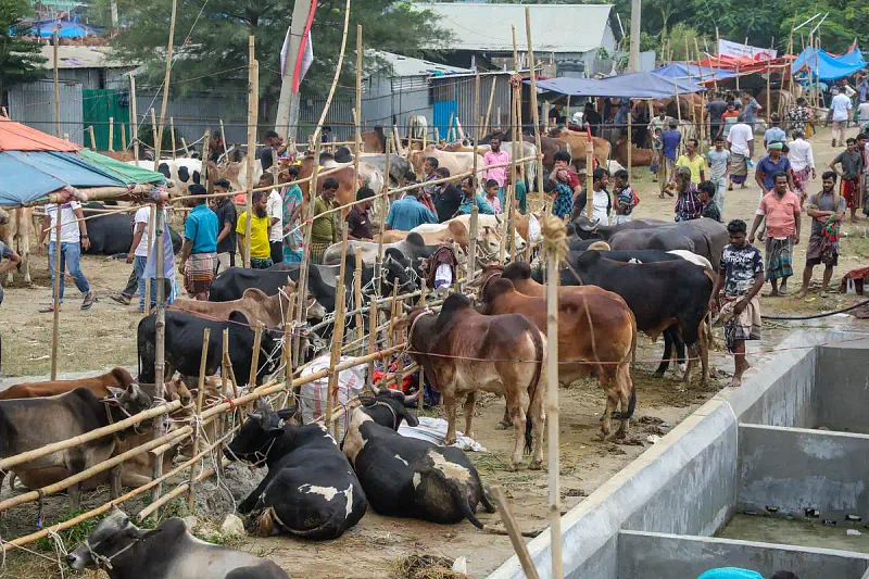 উত্তরার দিয়াবাড়ি কোরবানির পশুর হাটের একাংশ। ১৪ জুন, ২০২৪