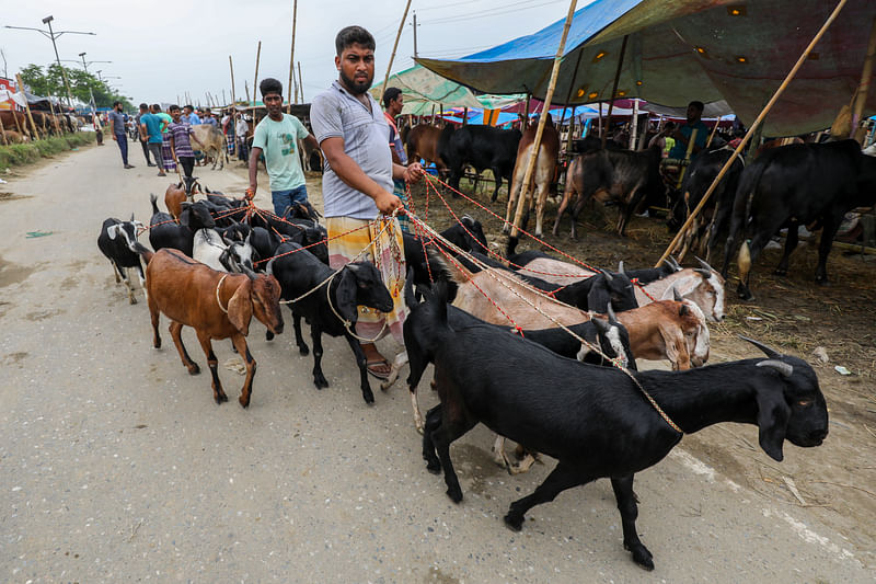 ছাগল