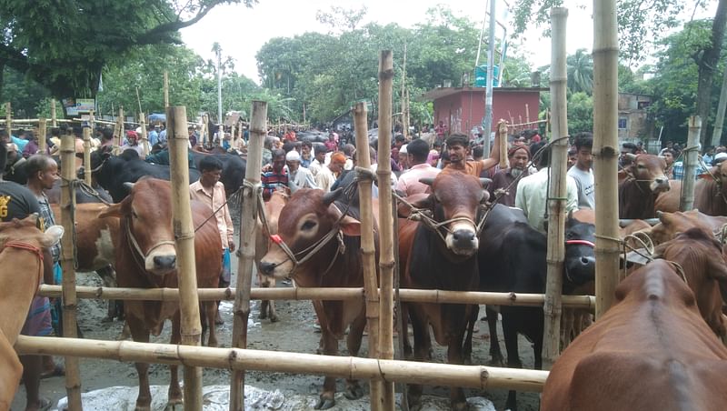 ব্রাহ্মণবাড়িয়ার সরাইল উপজেলা সদরের সাপ্তাহিক পশুর হাট জমে উঠেছে। হাটের একাংশে গরু দেখা যাচ্ছে। আজ সোমবার দুপুরে তোলা।