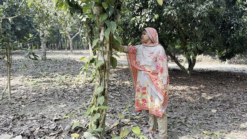 সাড়ে তিন একর জায়গাজুড়ে চুইঝালের চাষ করছেন নাজমুল ও স্বর্ণা দম্পতি। বাগান ঘুরে গাছের পরিচর্যা করছেন স্বর্ণা। সম্প্রতি নড়াইল সদর উপজেলার উজিরপুরে