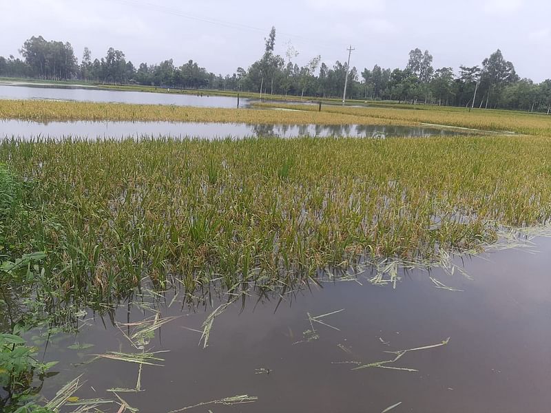 তারাগঞ্জ উপজেলার মংলা ডুব মাঠে তিন দিন ধরে পানিতে ডুবে আছে ধানখেত। গতকাল বৃহস্পতিবার তোলা