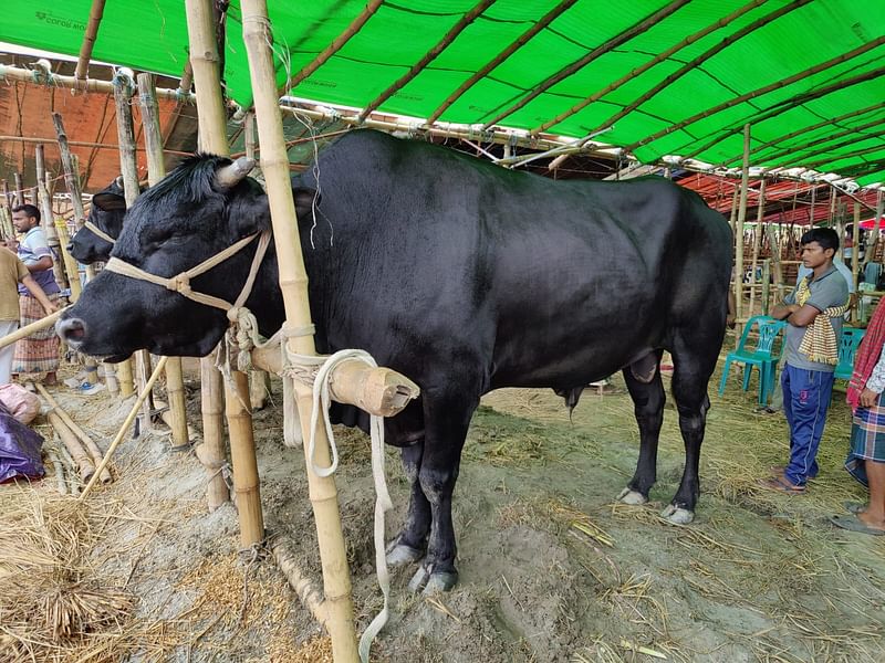 রাজশাহীর পুঠিয়ার খামারি ইদ্রিস আলীর অবিক্রীত গরু