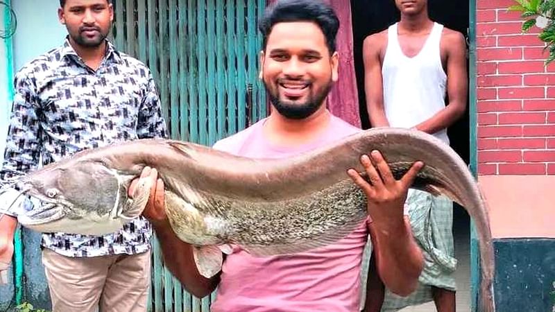 জামালপুরের ইসলামপুরে যমুনা নদীতে বিশাল বোয়াল মাছটি ধরা পড়ে। গতকাল উপজেলার বলিয়াদাহ এলাকায়