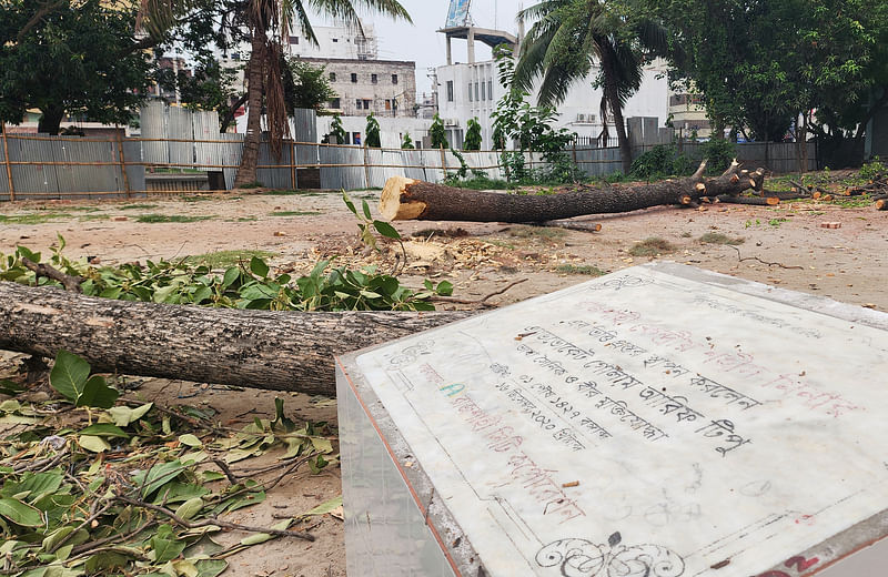 রাজশাহীতে কেন্দ্রীয় শহীদ মিনার তৈরির জন্য শতবর্ষী গাছ কেটে ফেলা হচ্ছে। বৃহস্পতিবার দুপুরে