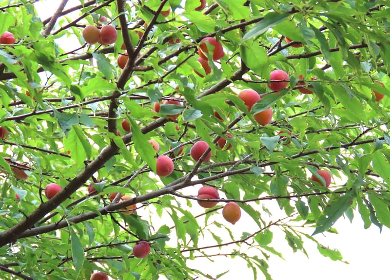 প্রায় ১২ ফুট উঁচু আলুবোখারাগাছে থোকায় থোকায় ঝুলছে আলুবোখারা ফল। মঙ্গলবার গাজীপুরের শ্রীপুরের কেওয়া পূর্বখণ্ড গ্রামে