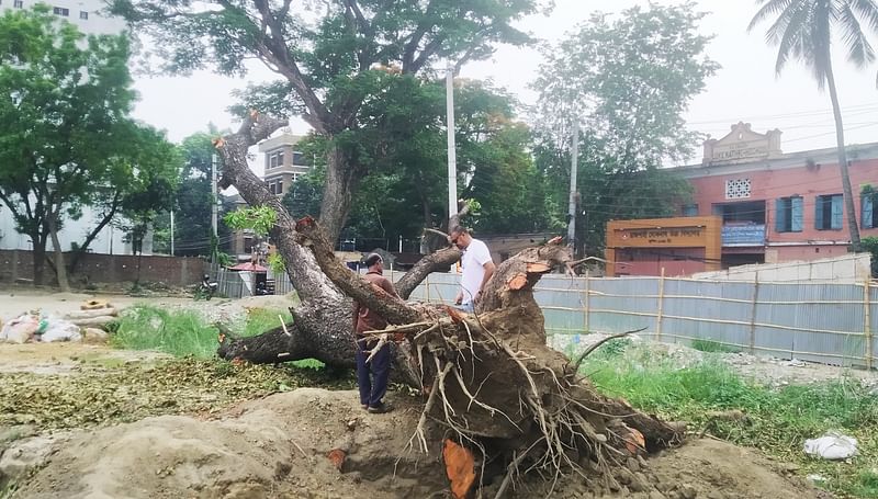 পরিবেশবাদীদের নানা আন্দোলনের পরও আজ ভোরে মেহগনিগাছটি কেটে মাটিতে ফেলা হয়েছে। শনিবার বিকেলে নগরের সোনাদিঘি এলাকায়