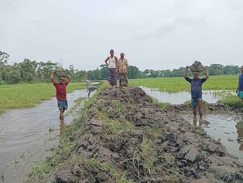 কুমিল্লা বরুড়া উপজেলার দেওড়া গ্রামে স্বেচ্ছাশ্রমে সড়ক নির্মাণ করছেন স্থানীয় বাসিন্দারা। ৬ জুন তোলা