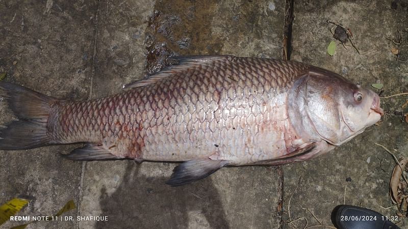 হালদা নদীতে ডলফিন, রুইয়ের পর এবার দুটি মরা মা কাতলা মাছ উদ্ধার। আজ দুপুরে নদীর হাটহাজারীর উত্তর মাদার্শার কুমারখালী ঘাটএলাকায়