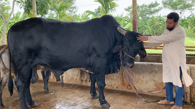 ‘ব্ল্যাক ডায়মন্ড’ নামের ষাঁড়টি দৈর্ঘ্যে প্রায় ৯ ফুট এবং উচ্চতায় ৬ ফুট। গতকাল দুপুরে