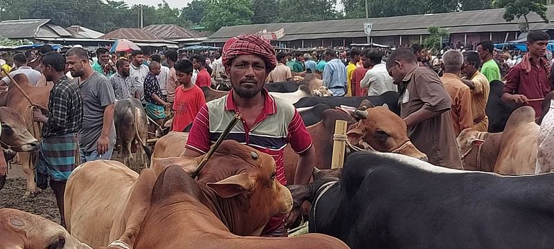 ঠাকুরগাঁও সদর উপজেলার খোঁচাবাড়ি হাটে কোরবানির পশুর হাট জমে উঠেছে। মঙ্গলবার বিকেলে